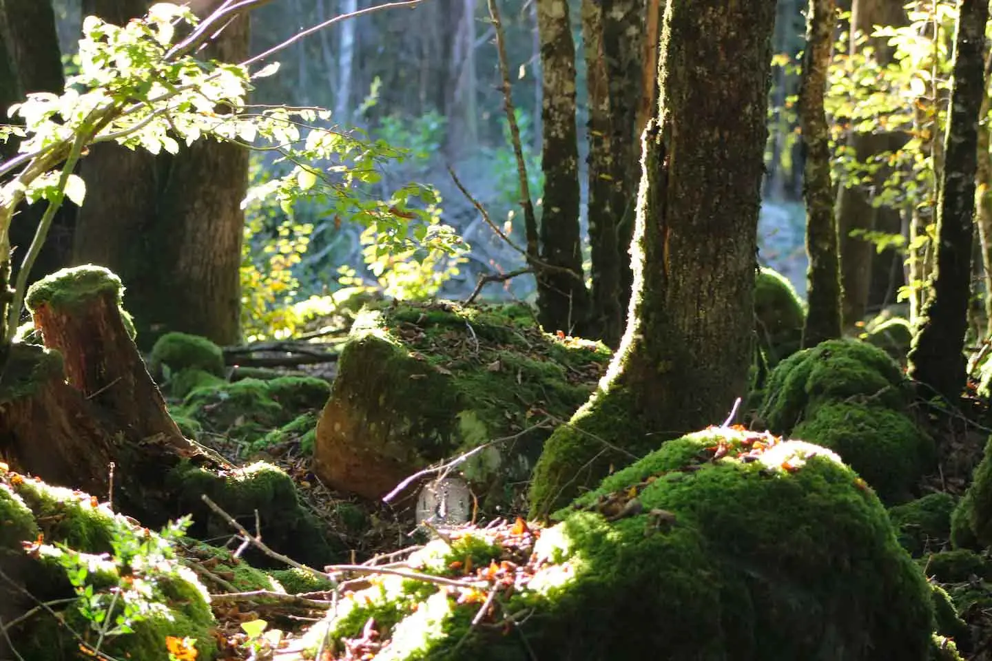 Walk or explore bike trails